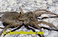 /home//u458753944/public_html/sourcegallery//Roxborough Toad Detour/2013-2019/2016/2016-03-31/P3310518.JPG